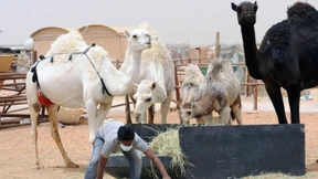 Mers-Coronavirus in Luftproben gefunden