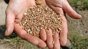 Weizenpreise werden weiter steigen