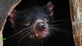 Hoffnung für den armen Teufel