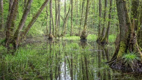 Zwei Drittel auf der Roten Liste