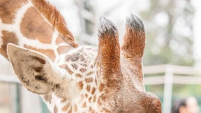 Wo fehlt’s uns denn, Herr Seehund?