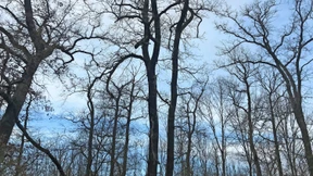 Darmstädter Stadtwald erholt sich dank Regen nur leicht