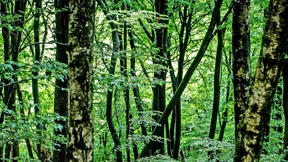 Was kostet der Wald?