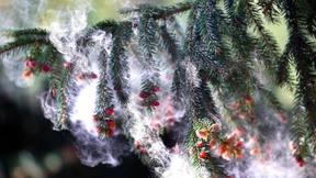 Sag mir, wo die Pollen sind