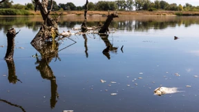 Wasserproben aus der Oder unbelastet