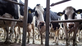 „Ein sich selbst zerstörender Kreislauf“