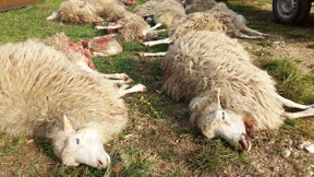 Wölfe reißen rund 40 Schafe und Ziegen