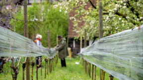 Winzer befürchten Ernteausfall nach Frostnächten