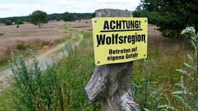 Zum Abschuss freigegebener Wolf totgefahren