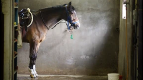 Die Evergreens des Dax