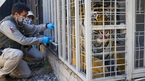 Zoo beginnt mit Corona-Impfung seltener Tiere