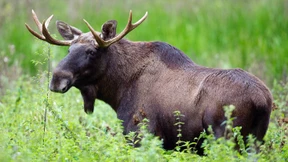 Elch kommt auf Autobahn bei Berlin ums Leben