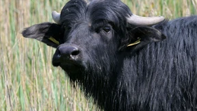 Drei Fälle von Maul- und Klauenseuche in Brandenburg