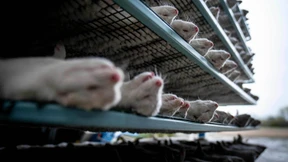 Frederiksen wegen gelöschter SMS zu Nerz-Keulungen unter Druck