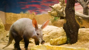 Erdferkel stirbt bei Feuer im Londoner Zoo