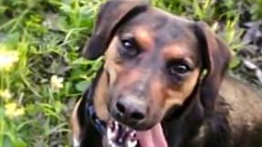 Fahndung nach Hund führt zum Verdächtigen