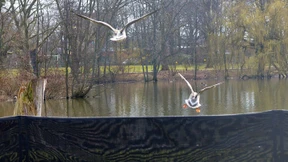 Darmstadt hat jetzt auch einen Sichtzaun gegen Nilgänse