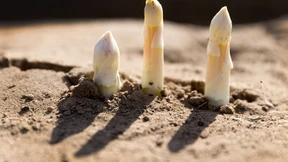 Erster Freiland-Spargel der neuen Saison gestochen