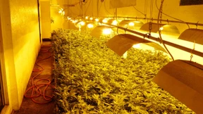 Polizei entdeckt Kampfhundarena mit Drogenfabrik