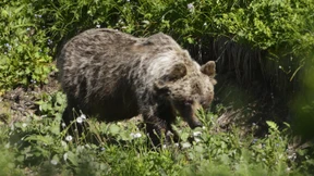 Braunbären verletzen Pilzsammler schwer