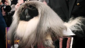 Der Schönste im ganzen Land