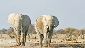 „Sie können sich gern 1000 Elefanten abholen“