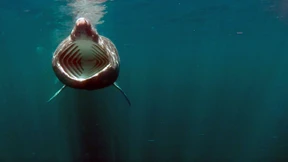 Das geheime Leben der Riesenhaie