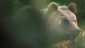 Aufruhr um Tötung einer Bärenmutter