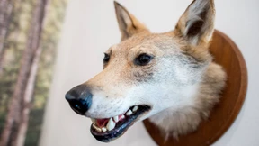 Gericht gibt Problemwolf zum Abschuss frei