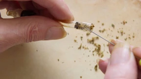 Apotheken verkaufen deutlich mehr Cannabis