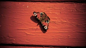 Von Menschen und Schmetterlingen