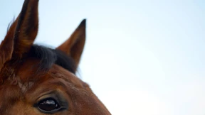 Razzien gegen Pferdefleisch-Händler