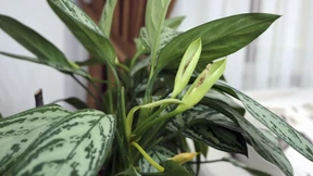 Ist eine Zimmerpflanze auch nur eine Art Haustier?