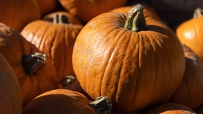 Die Aprikose macht's