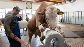 Bullensperma im Wert von 30.000 Euro gestohlen