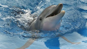 Russland setzt offenbar Delfine zum Schutz seiner Flotte ein