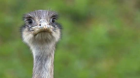 Südamerikanische Nandus breiten sich in Norddeutschland aus