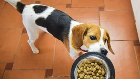 Es geht auch ohne Fleisch