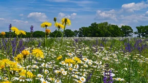 Mehr Blühflächen sollen Artenvielfalt stärken
