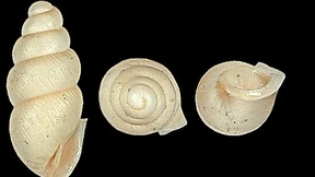 Forscher entdecken fossile Schneckenart aus der Urzeit