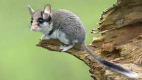 Der Gartenschläfer ist Tier des Jahres 2023