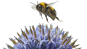 Diese Pflanzen machen Bienen und Hummeln glücklich