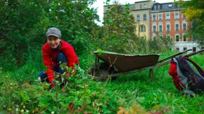 Wie bringen Sie das Land in die Stadt?