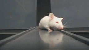 Das frühe Immunsystem braucht Vitamin A  