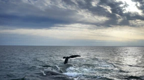 Weltmeere so warm wie noch nie