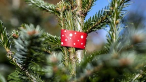 Der Weihnachtsbaum wird teurer