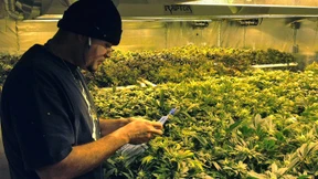 Der süße Duft verbreitet sich in Amerika