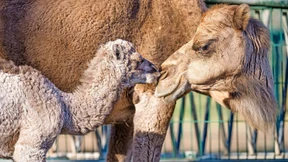 Rallye zu den Jungtieren