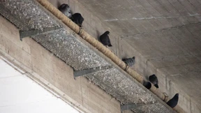 Stadttauben loswerden als Daueraufgabe