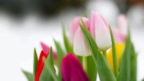 Wie sich Blüten öffnen